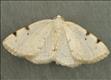 1957 (70.279)<br>White-pinion Spotted
